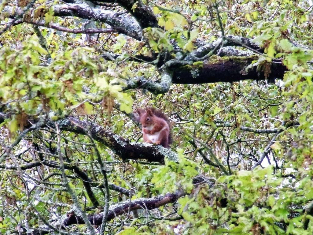 La Cabane Des Beaux Chenes Evrunes Exteriér fotografie